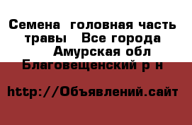 Семена (головная часть))) травы - Все города  »    . Амурская обл.,Благовещенский р-н